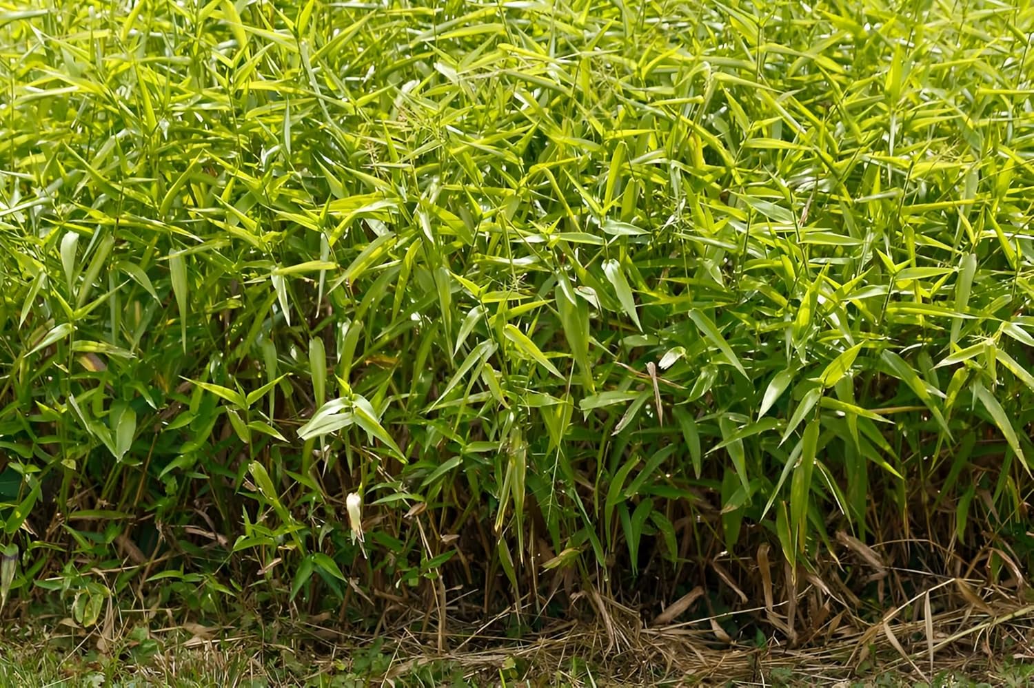 Panicum clandestium / Bambushirse