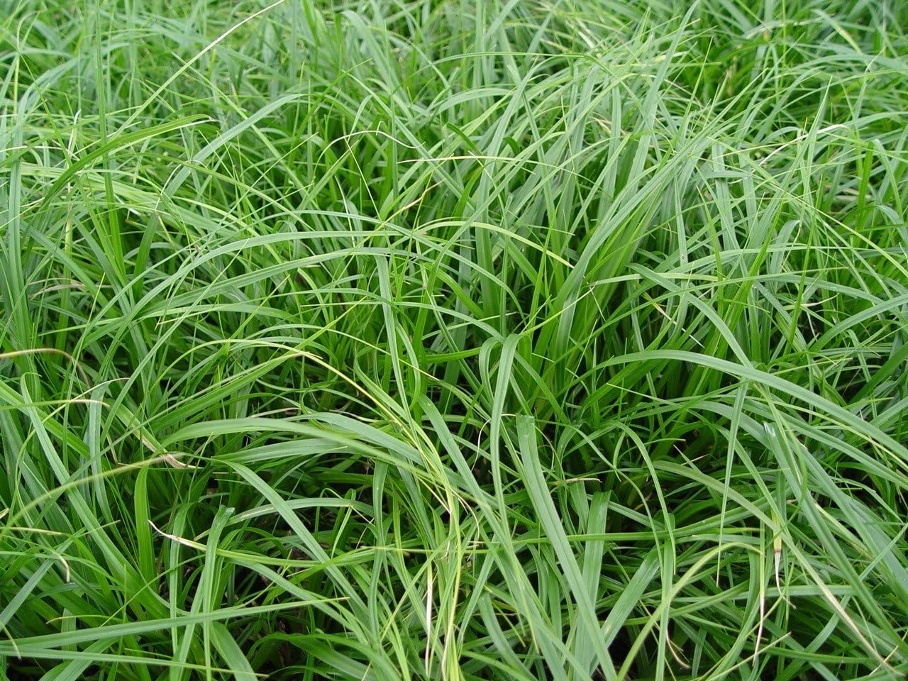 Carex oshimensis ‚JS Greenwell' / Japan Segge