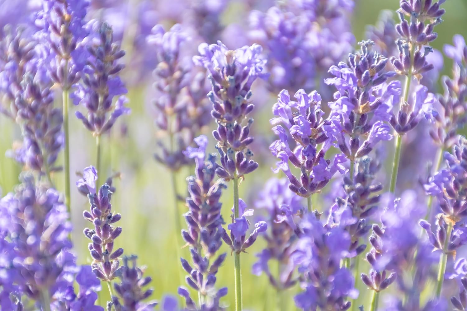 Lavandula angustifolia 'Essence Purple' / Echter Lavendel