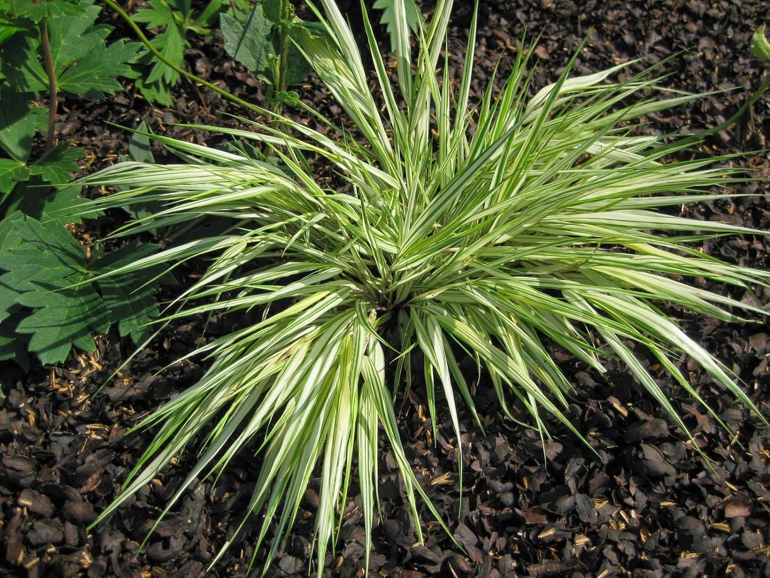 Hakonechloa macra 'Sunny Delight' / Japanisches Berggras