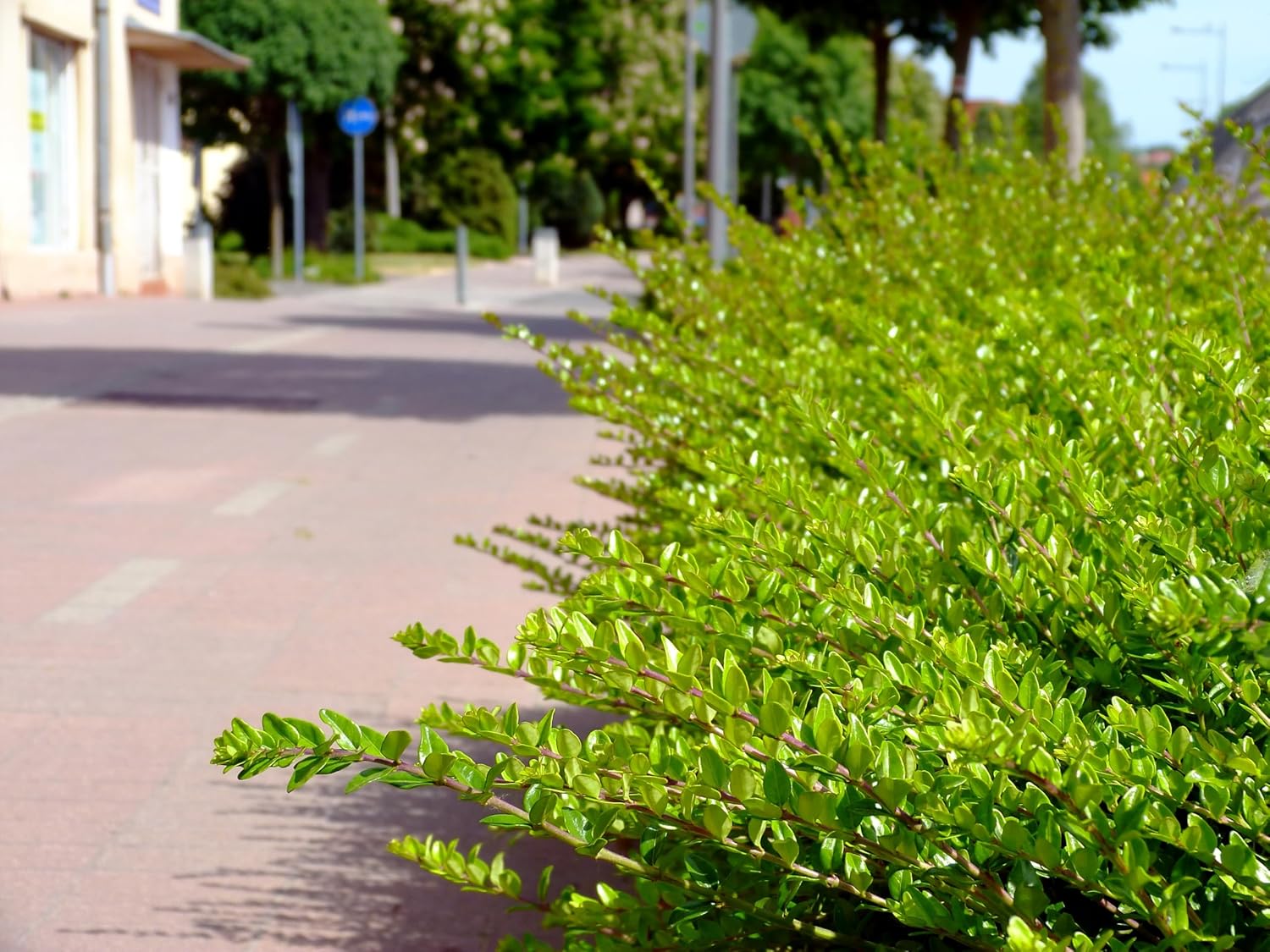 Lonicera nitida 'Maigrün‘ / Heckenmyrthe