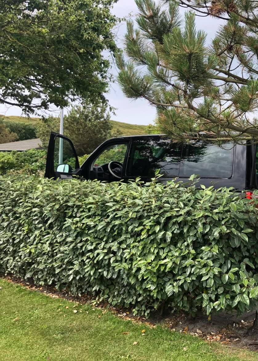 Elaeagnus ebbingei / Wintergrüne Ölweide