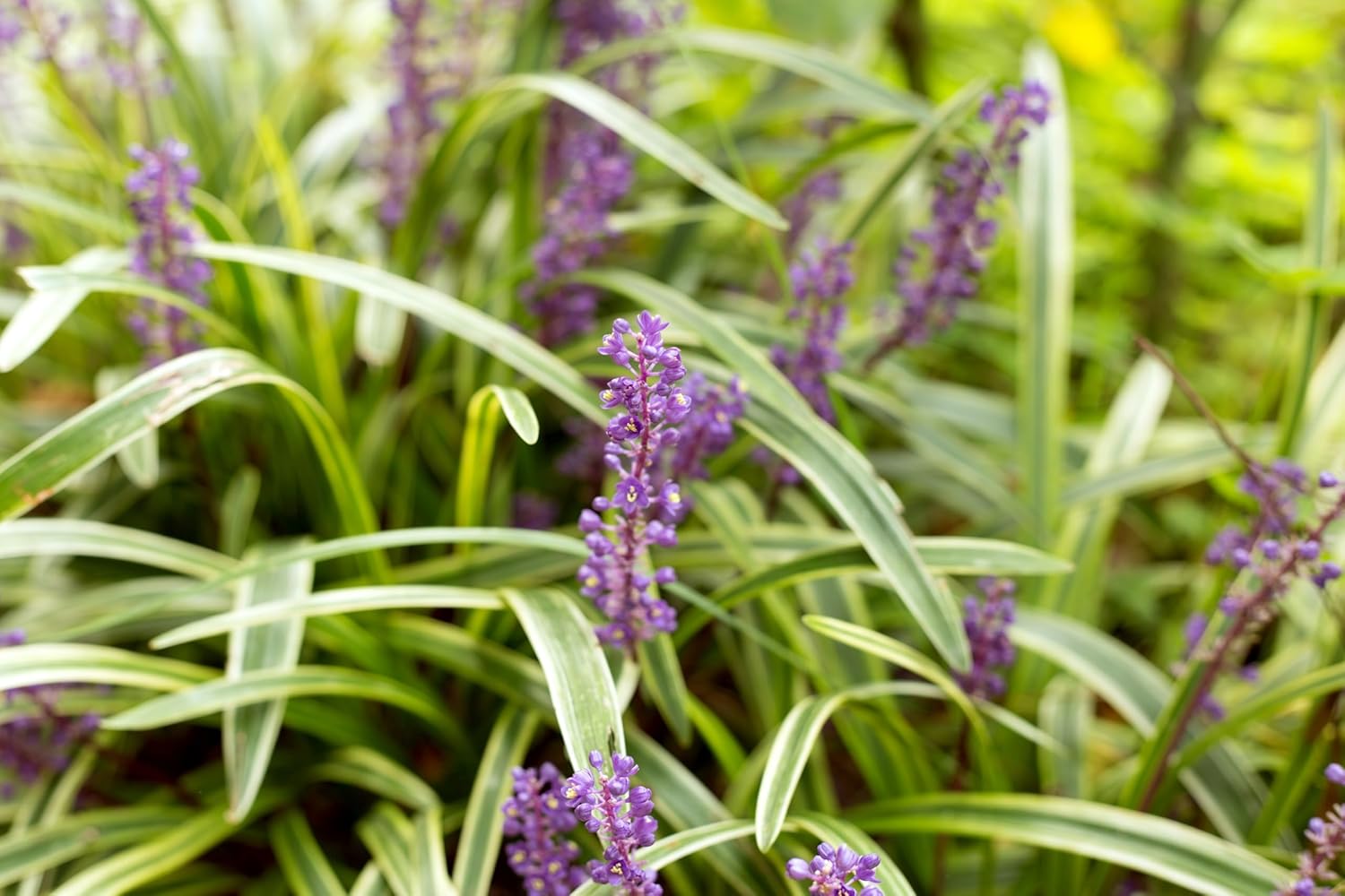 Liriope muscari 'Variegata' / Bunte Lilientraube