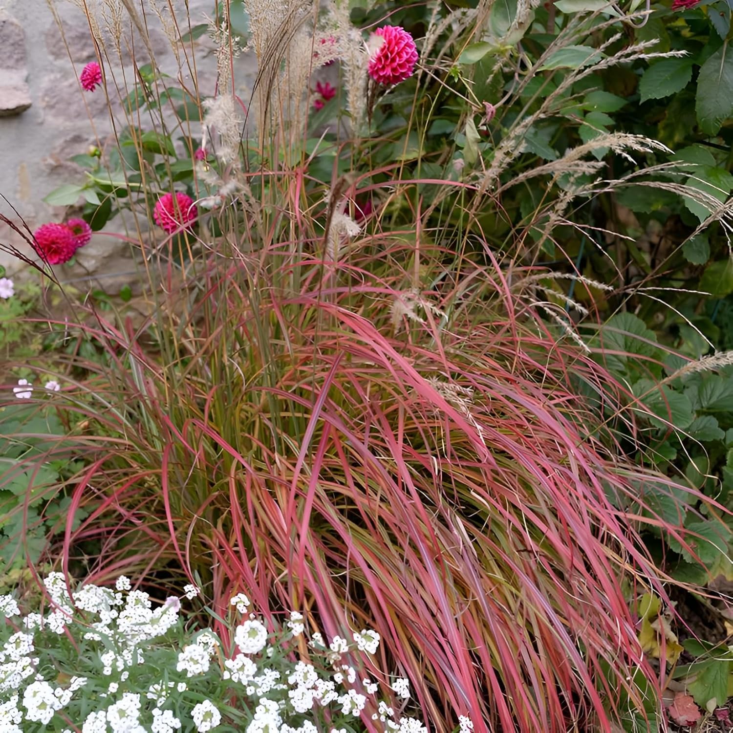 Miscanthus sinensis 'Little Miss' / kleines rotes Chinaschilf