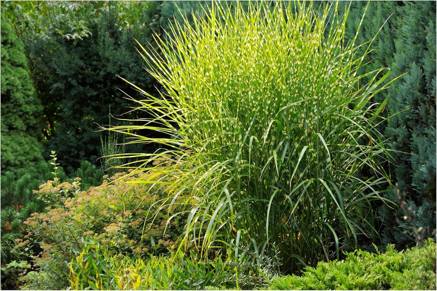 3 x Ziergras Kollektion - Struktur, Farbe und Bewegung in Perfektion