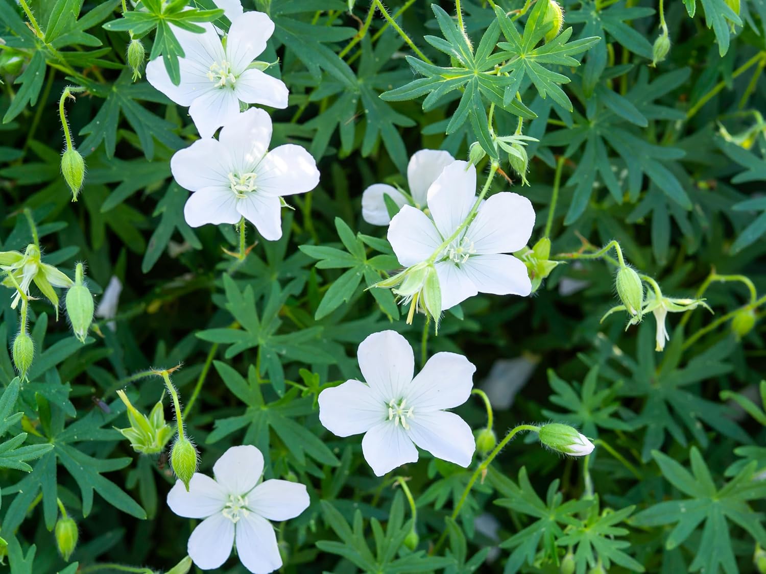 Geranium sanguineum 'Album' / Weißer Blut Storchschnabel
