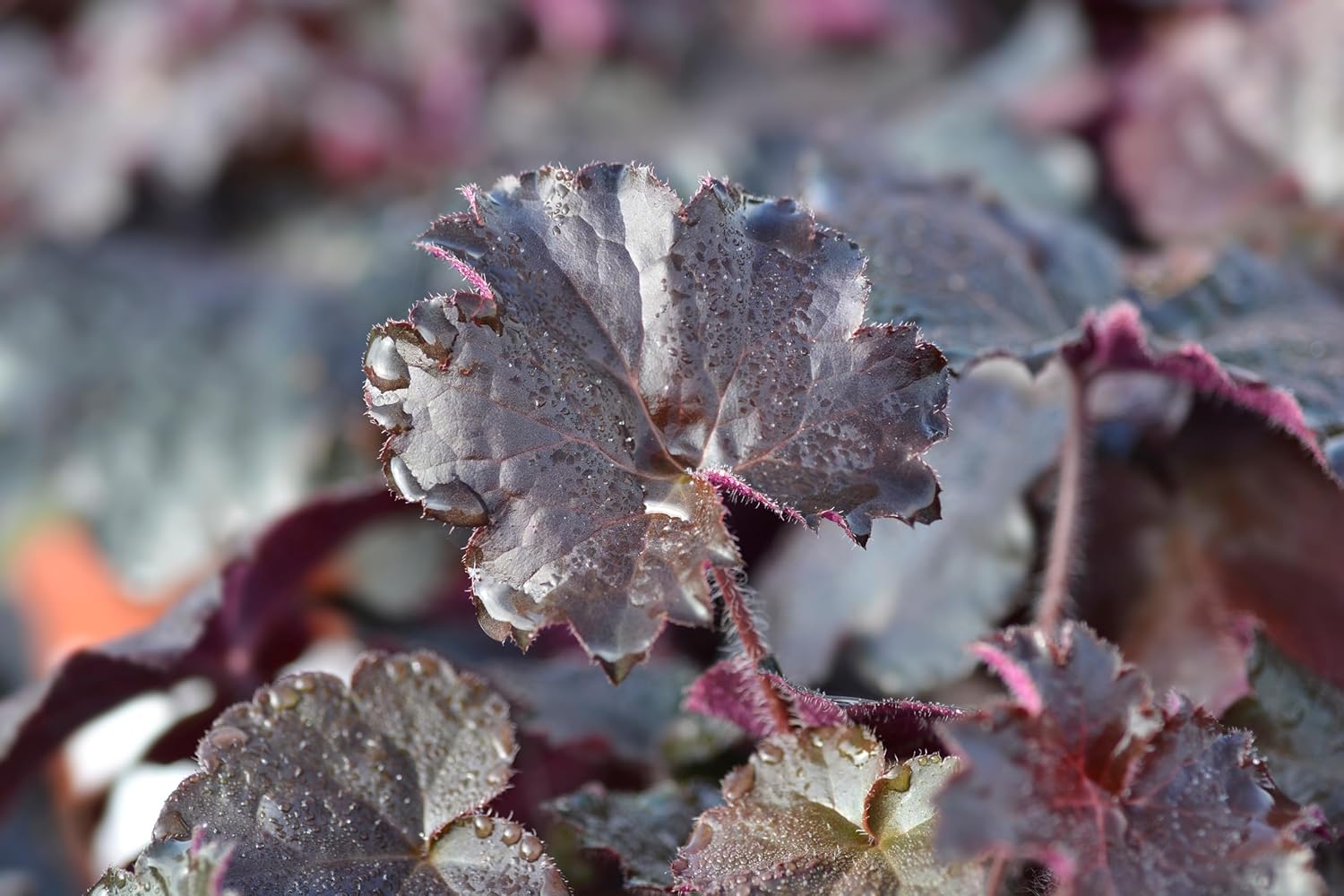 Heuchera americana 'Palace Purple' / Rotblättriges Purpurglöckchen