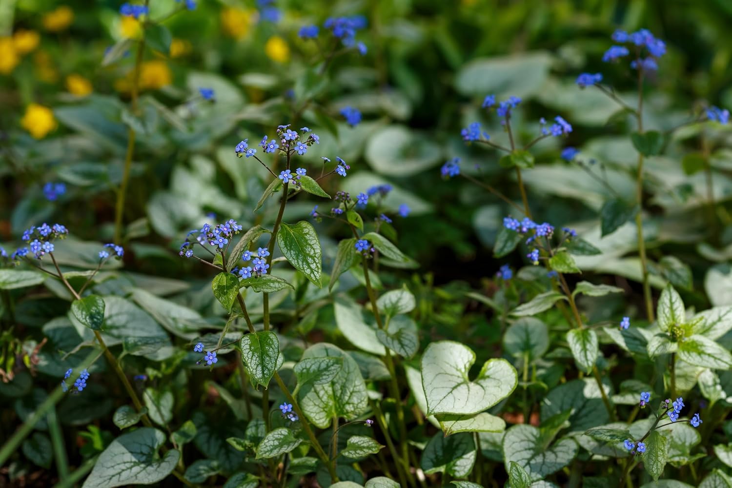 Brunnera macrophylla 'Variegata‘ / Kaukasus Vergissmeinnicht
