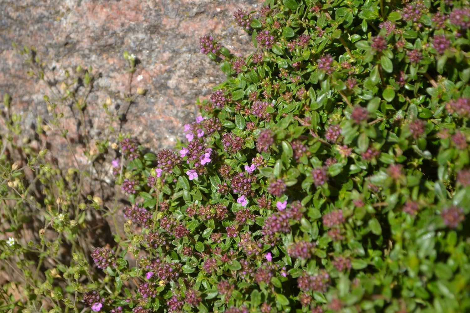 Thymus praecox 'Red Carpet‘ / Roter Polsterthymian