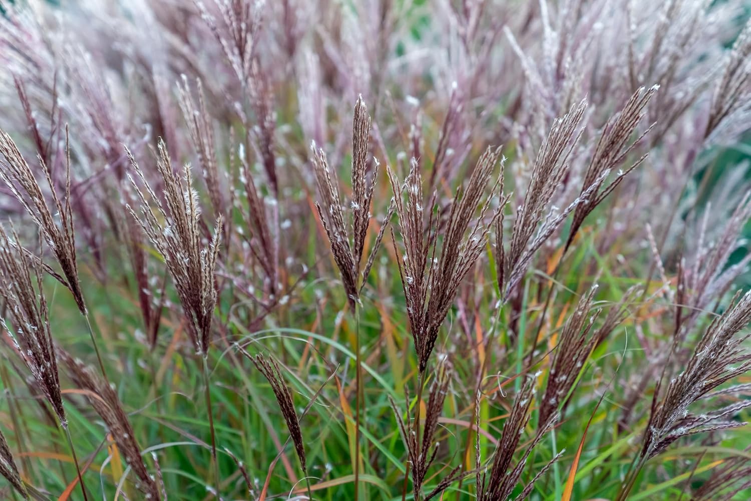 Miscanthus sinensis 'Ferner Osten' / Rotes Chinaschilf