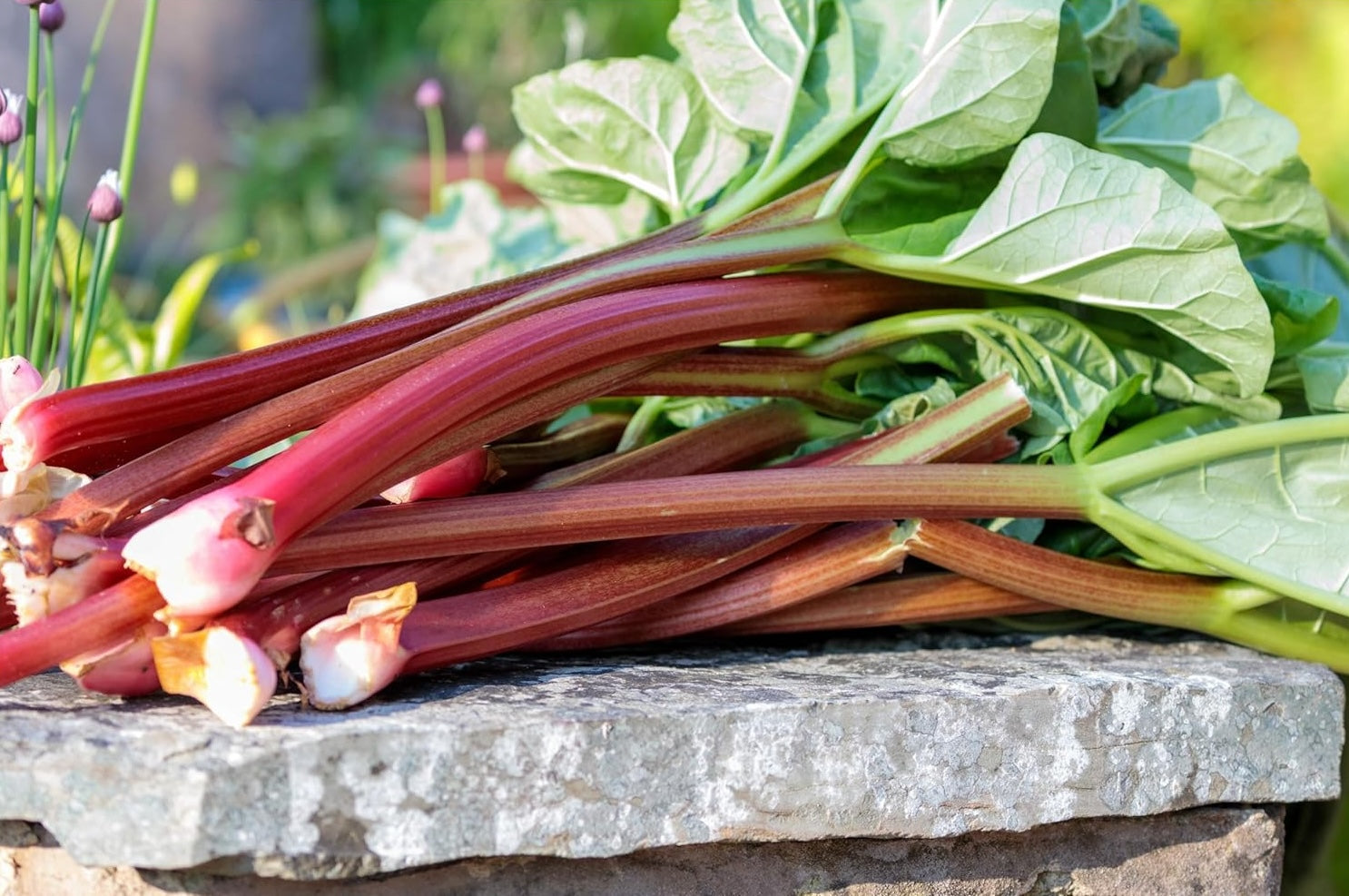 Rheum rhabarbarum 'Stockbridge Arrow‘ / Rhabarber