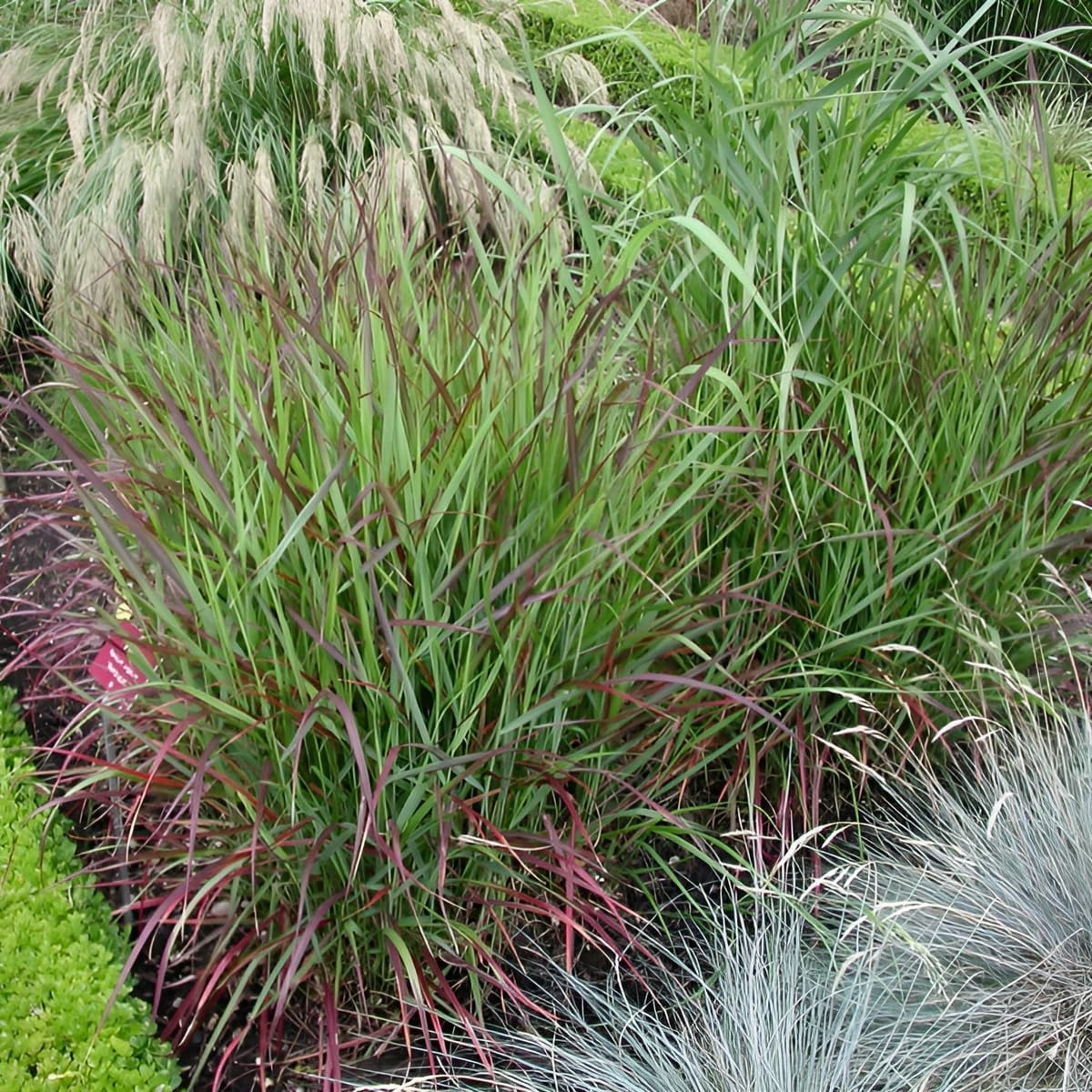 Panicum virgatum 'Rehbraun' / Rote Rutenhirse