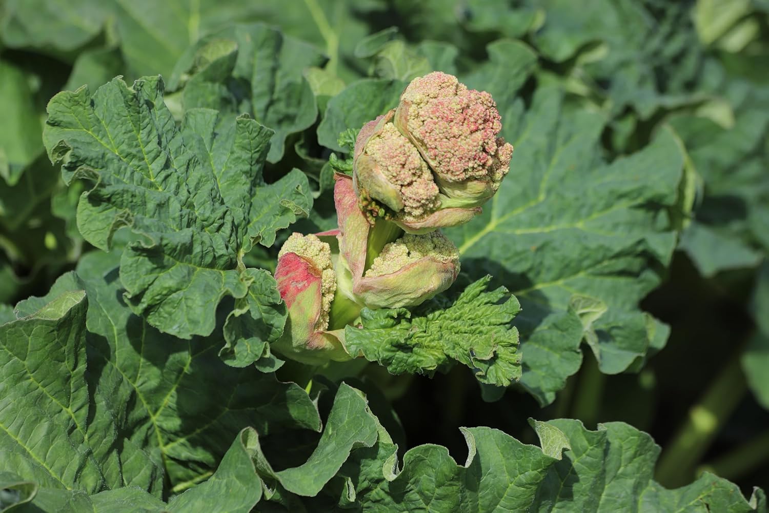 Rheum rhabarbarum 'Mira M‘ / Rhabarber