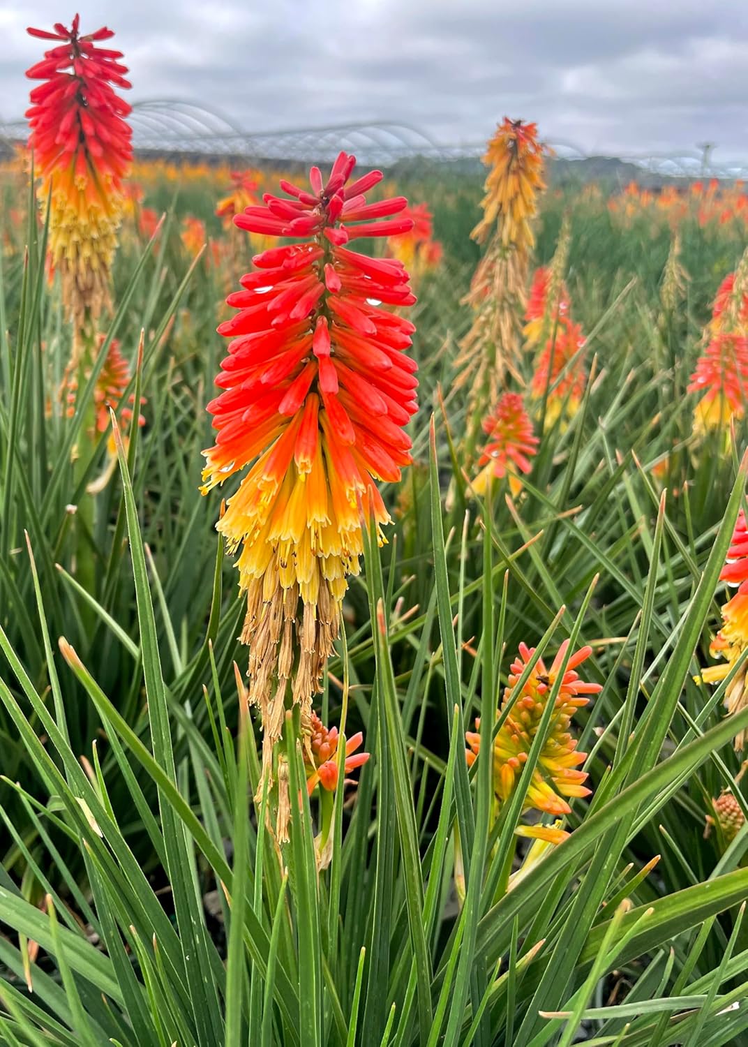 Kniphofia 'Papaya Popsicle’ / Fackellilie - Tritome