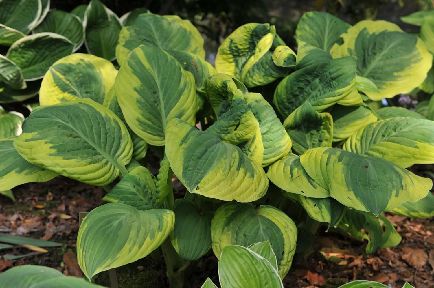 Hosta sieboldiana 'Carnival' / Gelbbunte Funkie