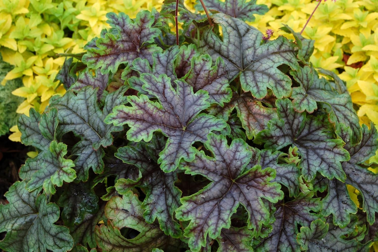 Heucherella Hybride 'Tapestry' / Purpurglöckchen
