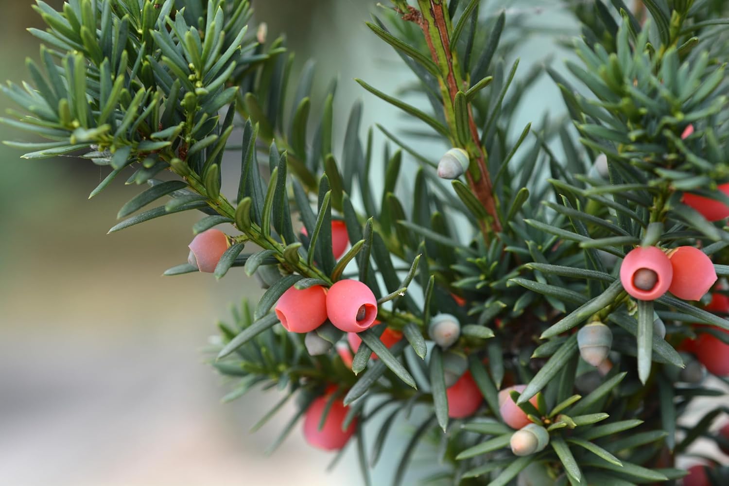 Taxus media 'Hicksii' / Becher-Eibe