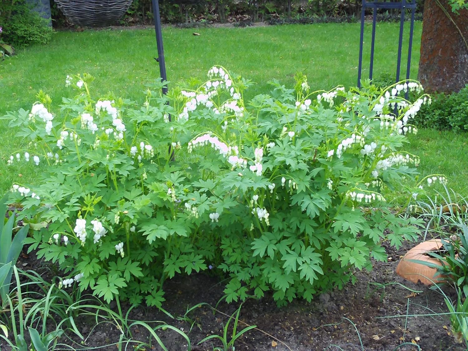 Dicentra spectabilis 'Alba' / Tränendes Herz