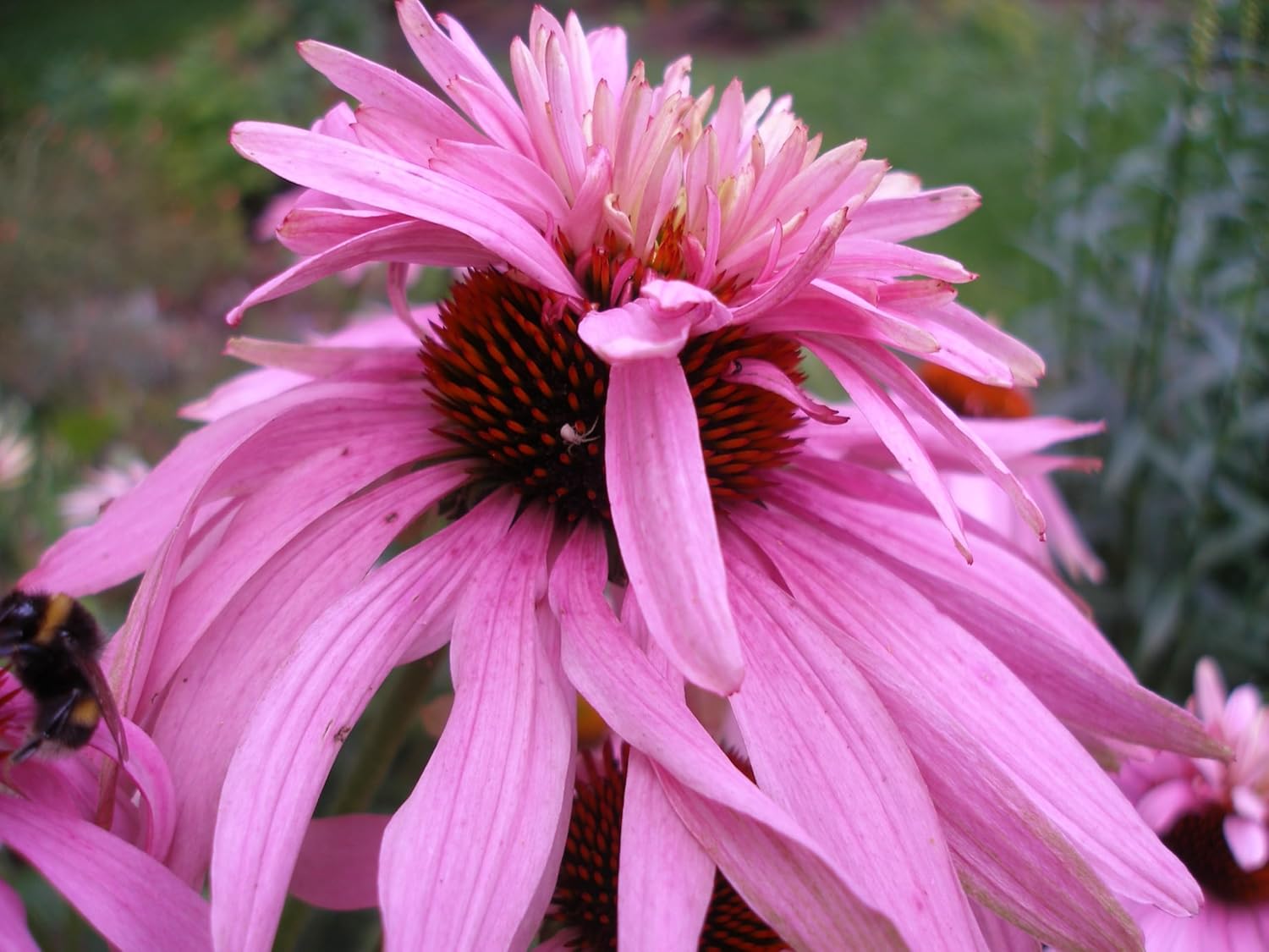 Echinacea purpurea ‚Double Decker' / Scheinsonnenhut