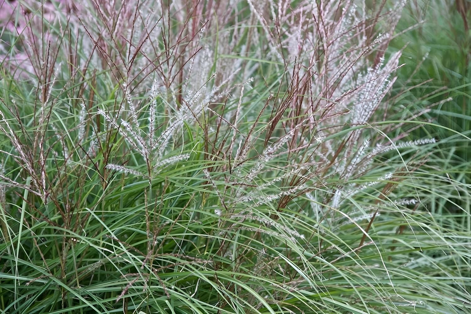 Miscanthus sinensis 'Kleine Silberspinne' / Chinaschilf