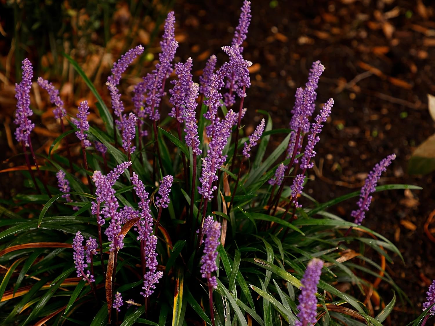 Liriope muscari 'Purple Passion' / Lilientraube