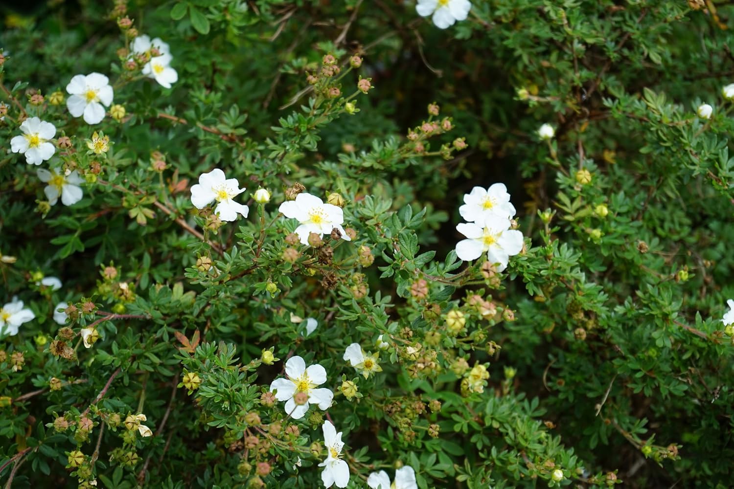 Potentilla fruticosa 'Abbotswood' / Weißer Fingerstrauch