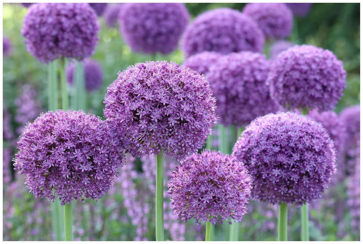 Allium ‚Gladiator' / Zierlauch