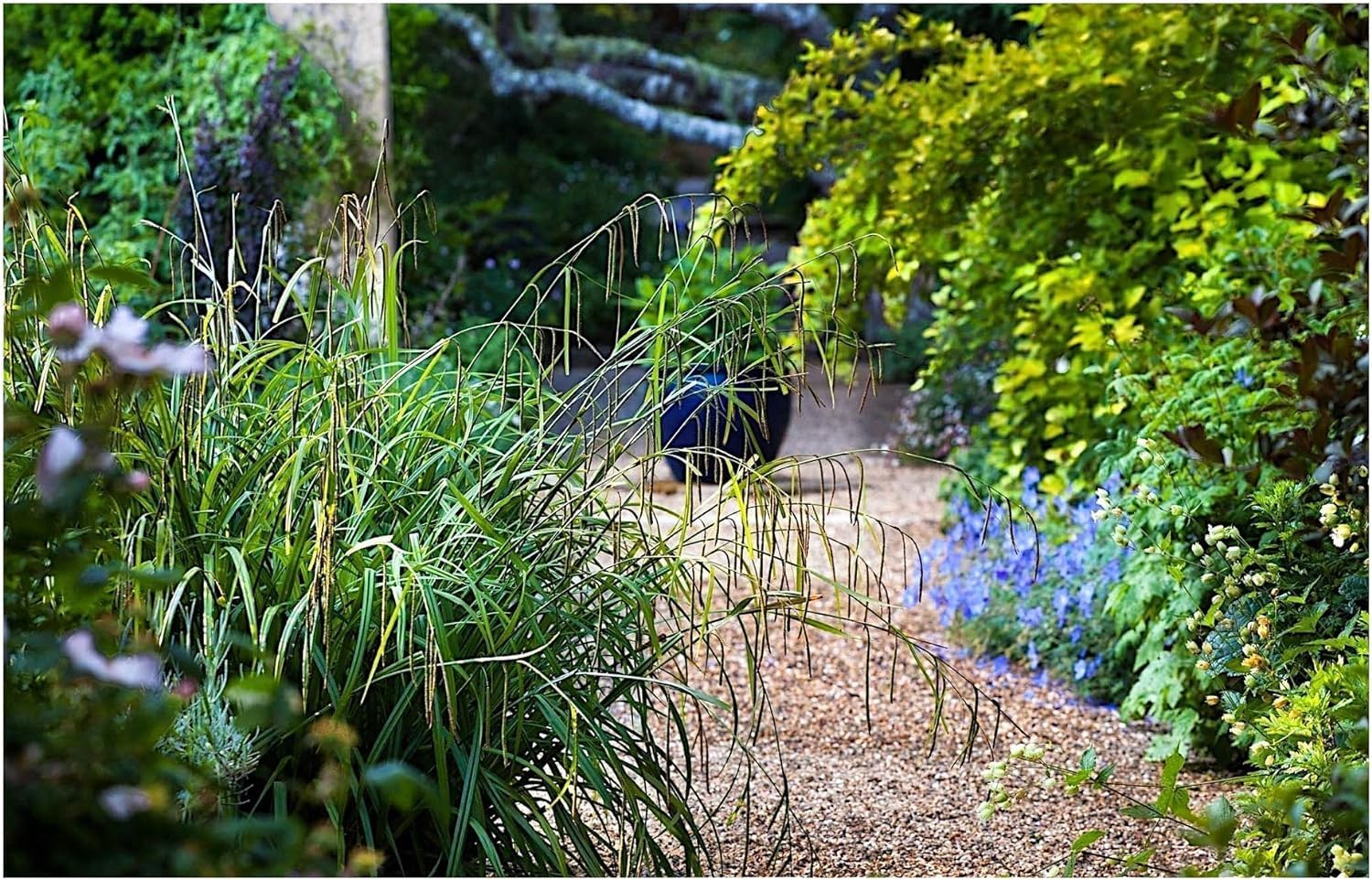 Carex pendula / Riesen Segge