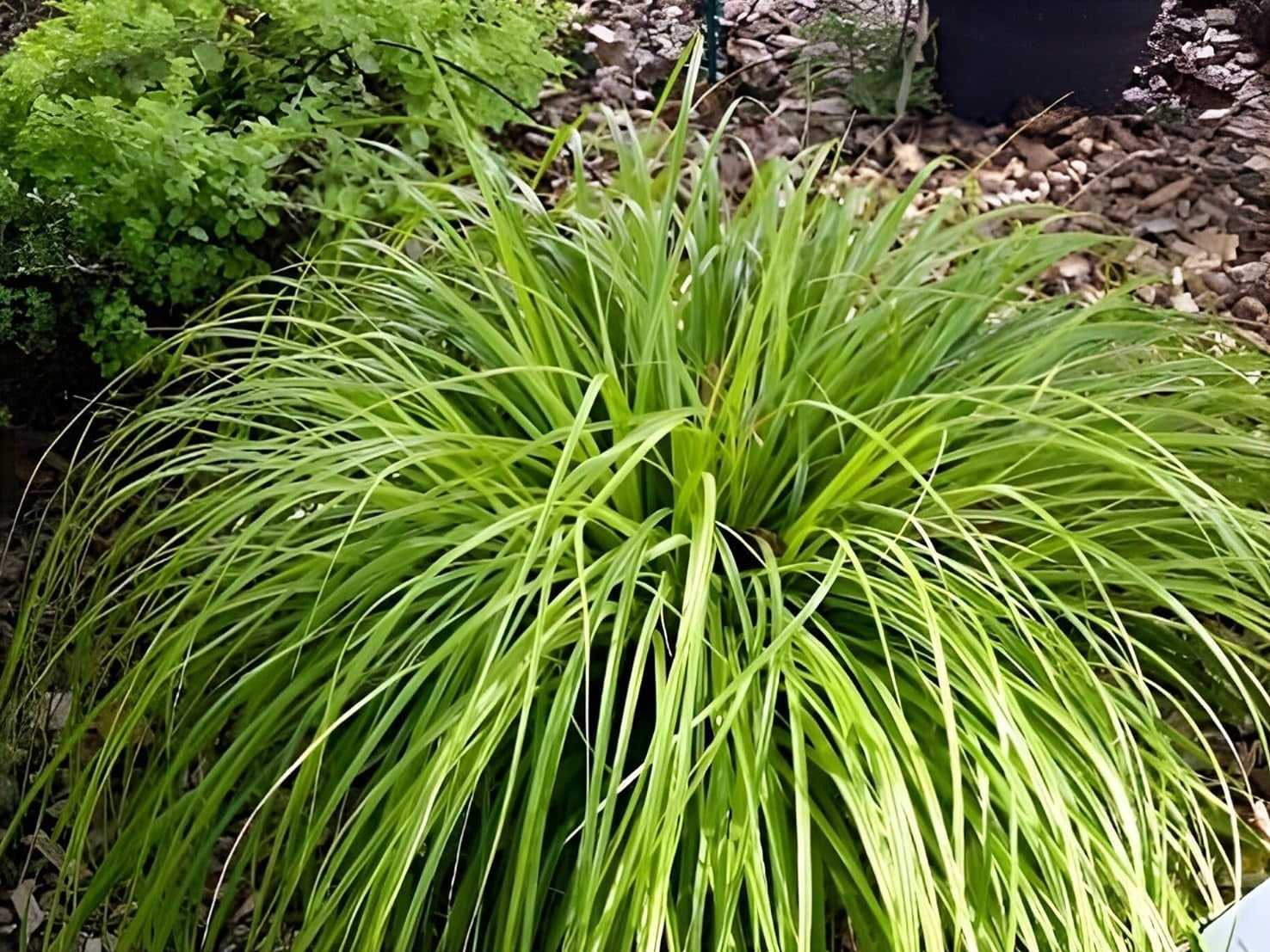 Carex oshimensis ‚JS Greenwell' / Japan Segge