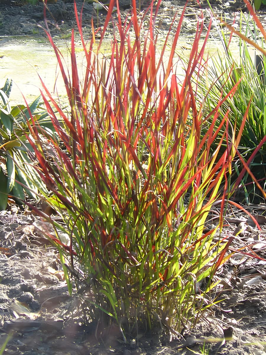 Panicum virgatum 'Cardinal' / Rote Rutenhirse