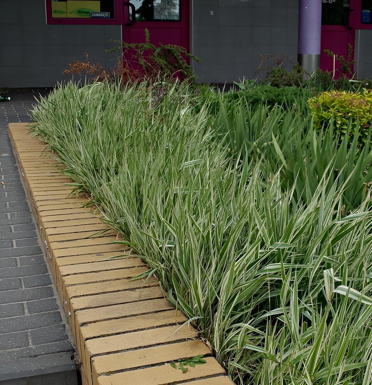 Phalaris arundnacea 'Picta‘ / Rohrglanzgras