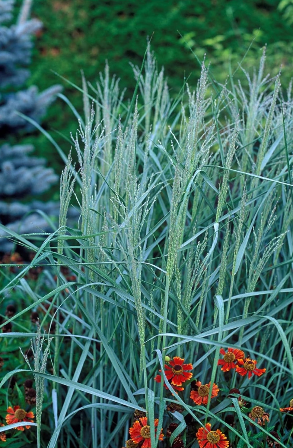 Panicum virgatum 'Prairie Sky' / Blaue Rutenhirse - XXL Topf