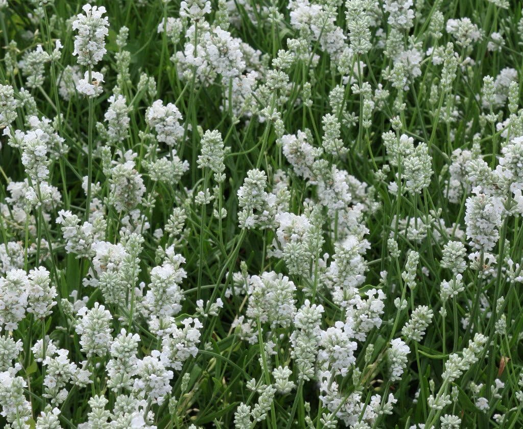Lavandula angustifolia 'Alba Nana' / Echter Lavendel