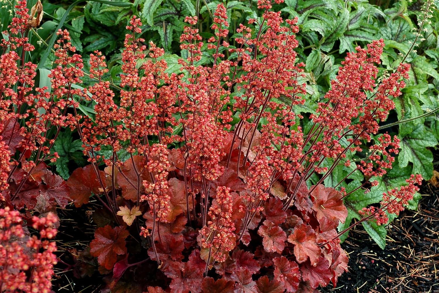 Heuchera Hybride 'Cherry Cola' / Rotes Purpurglöckchen