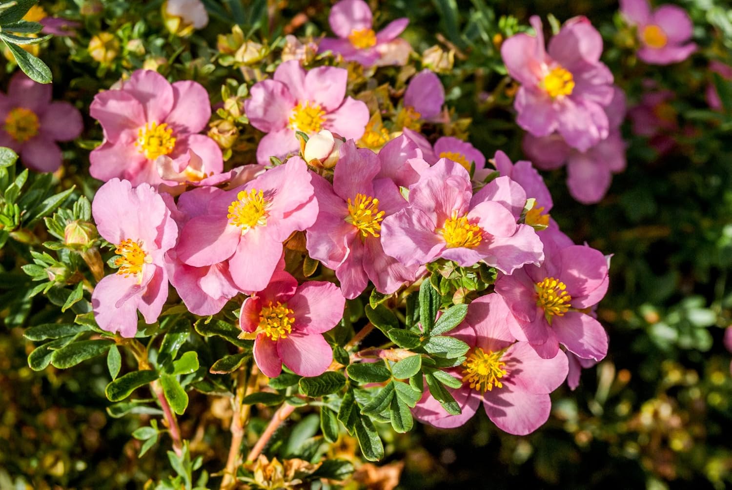 Potentilla fruticosa 'Pink Queen' / Rosa Fingerstrauch
