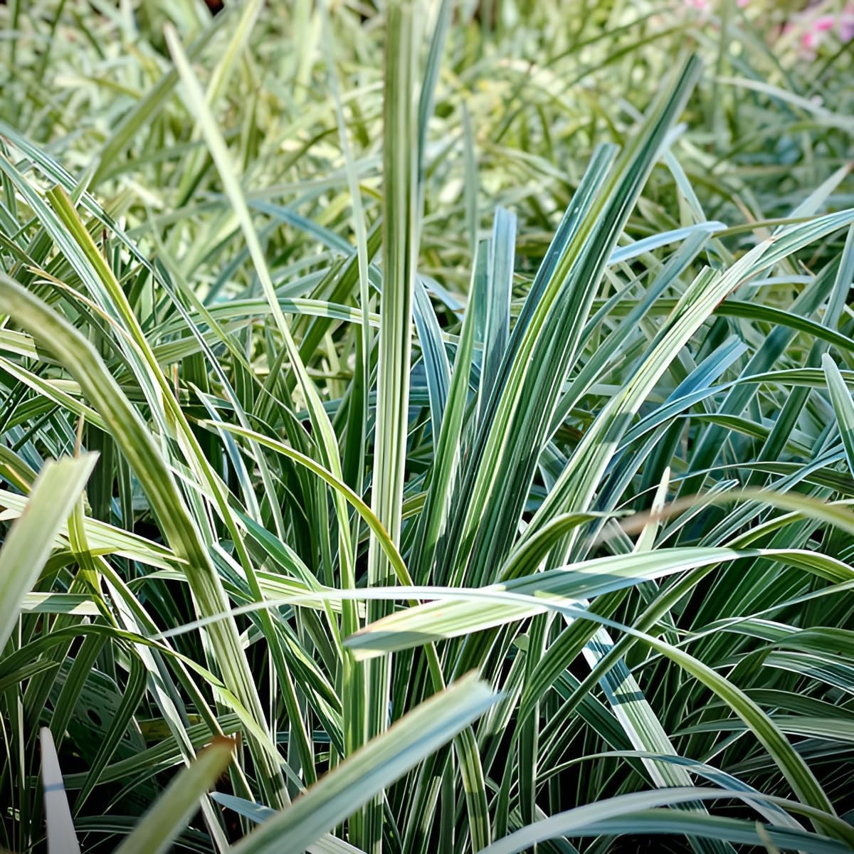 Ophiopogon japonicus 'Variegata' / Bunter Japanischer Schlangenbart