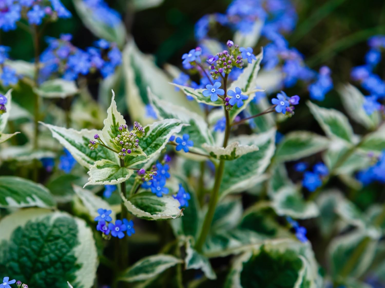 Brunnera macrophylla 'Variegata‘ / Kaukasus Vergissmeinnicht