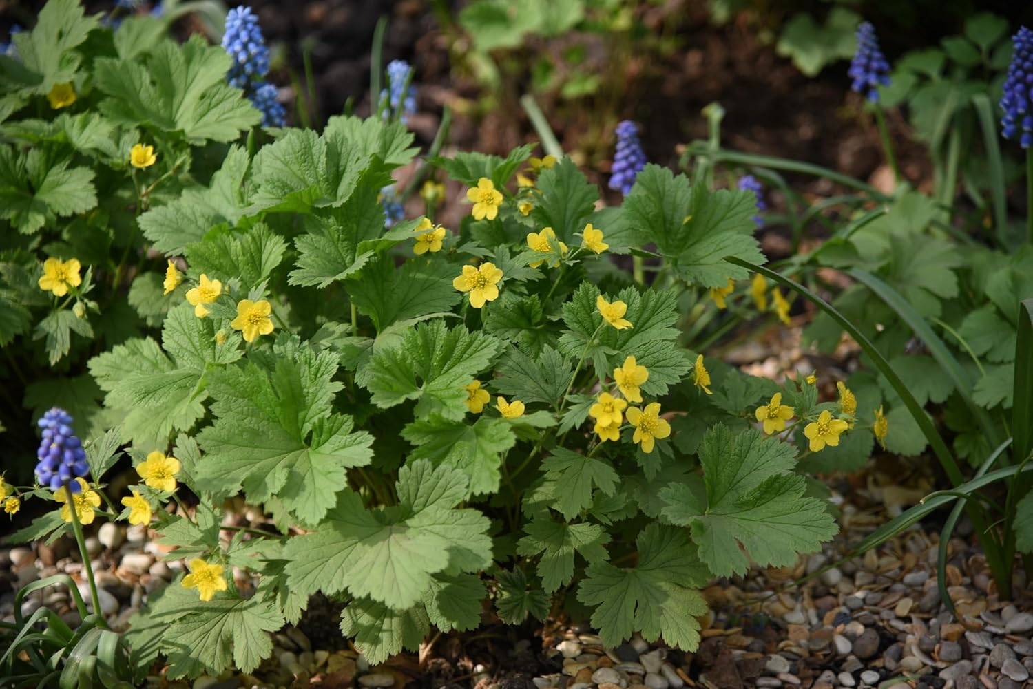 Waldsteinia geoides / Ungarwurz