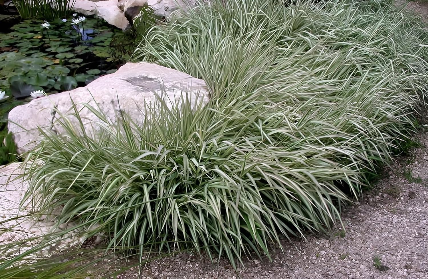 Phalaris arundinacea 'Feesey' / Rohrglanzgras