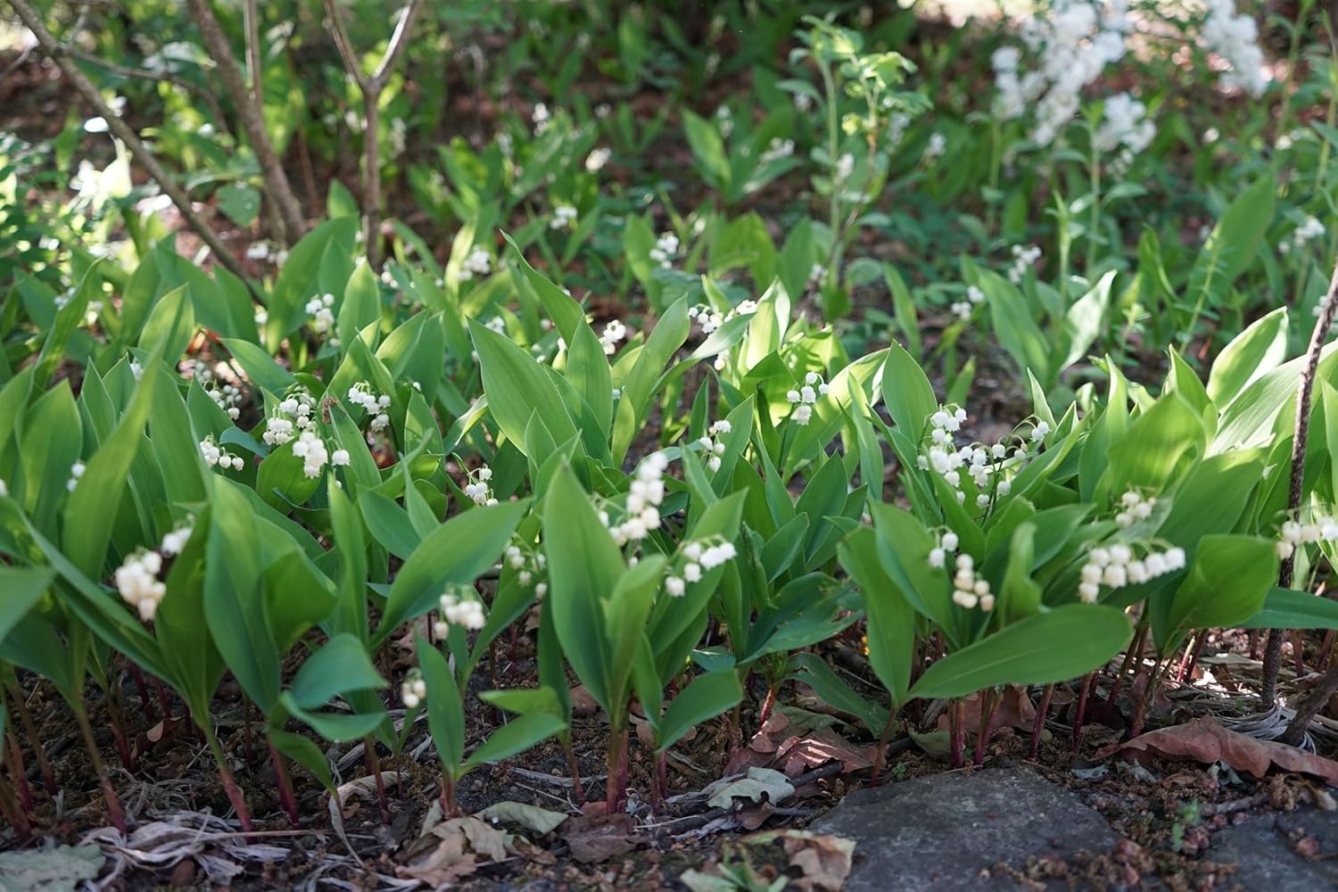 Convallaria majalis / Maiglöckchen