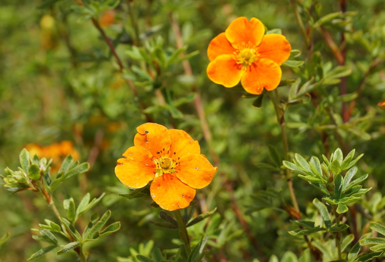 Potentilla fruticosa 'Hopleys Orange' / Oranger Fingerstrauch