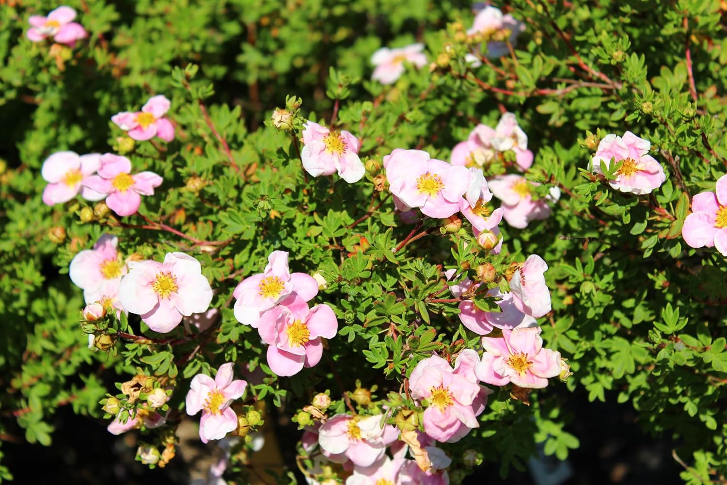 Potentilla fruticosa 'Pink Queen' / Rosa Fingerstrauch