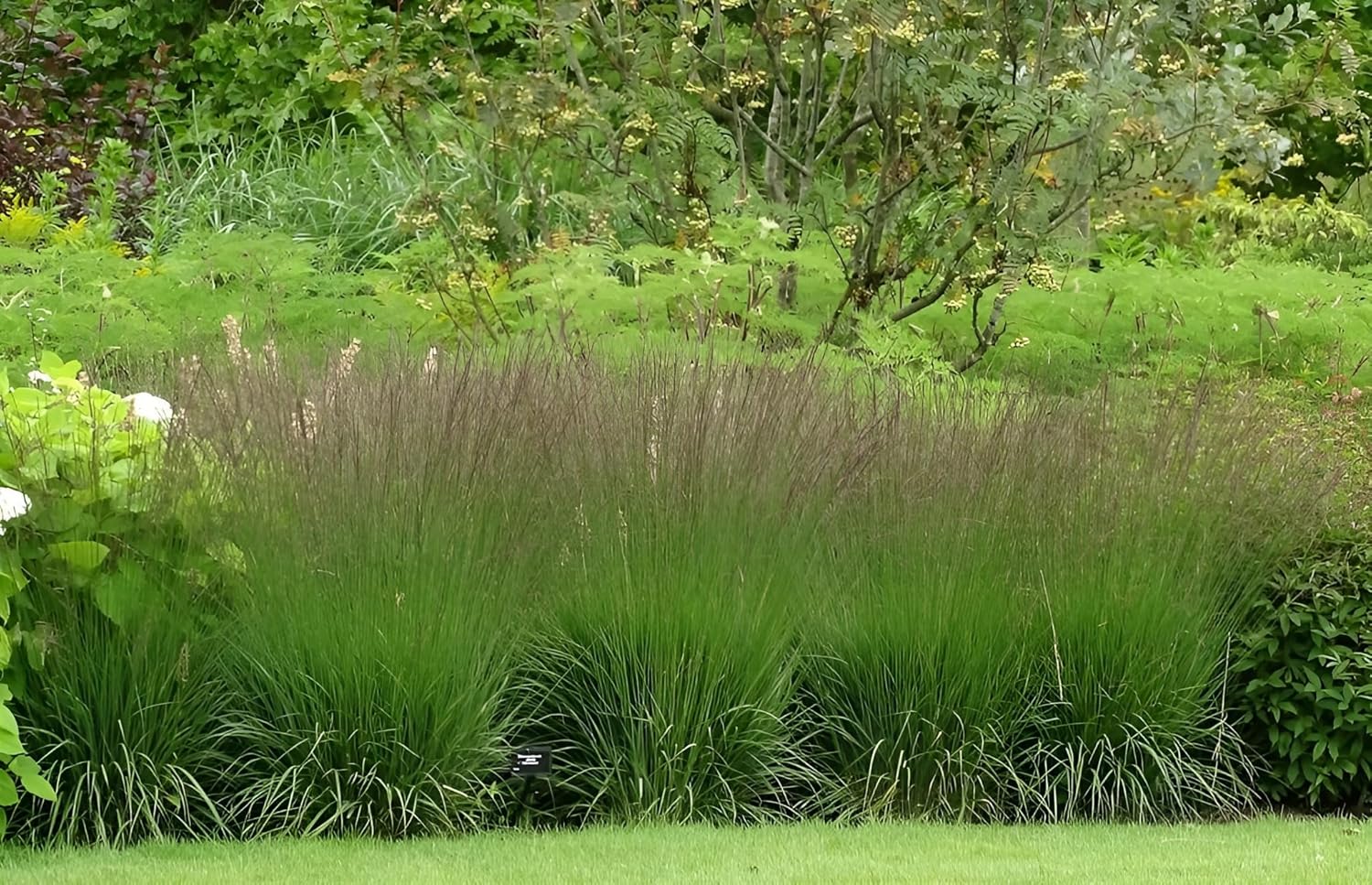 Molinia caerulea 'Edith Dudszus' / Kleines Pfeifengras