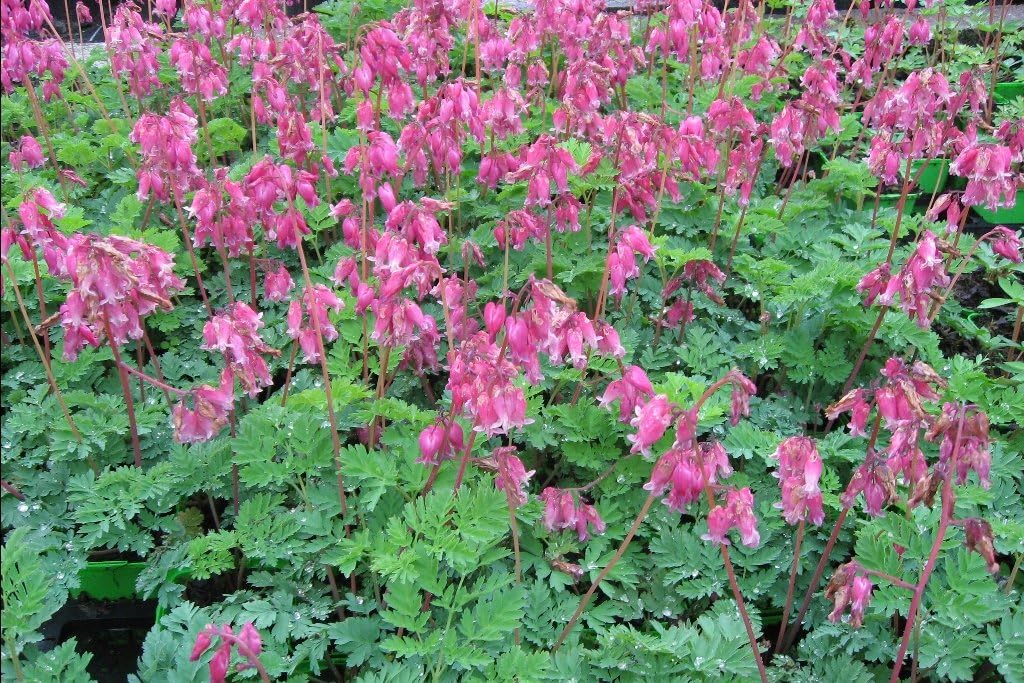 Dicentra formosa 'Luxuriant' / Zwergige Herzblume