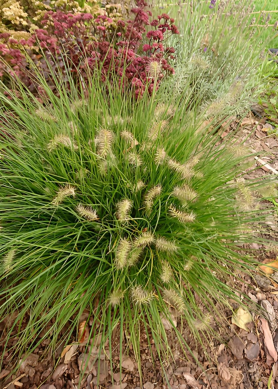 Pennisetum alopecuroides 'Little Bunny' / Zwerg Lampenputzergras
