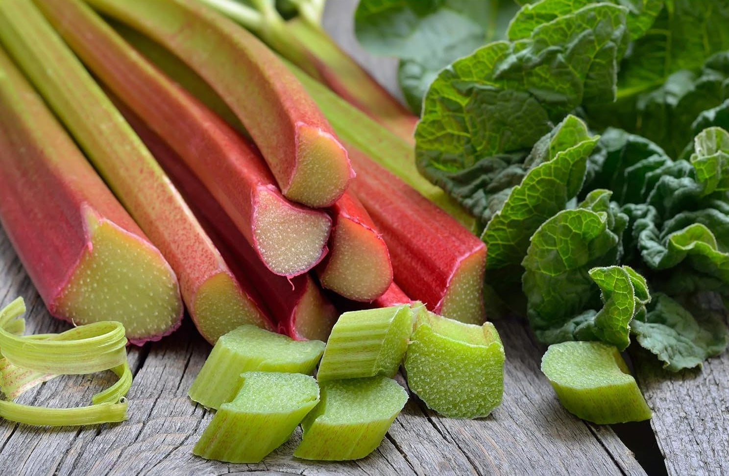 Rheum rhabarbarum 'Goliath‘ / Rhabarber