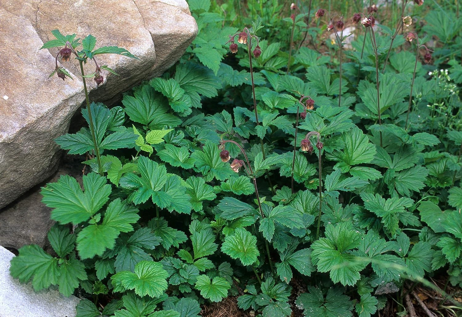 Geum rivale / Bach Nelkenwurz