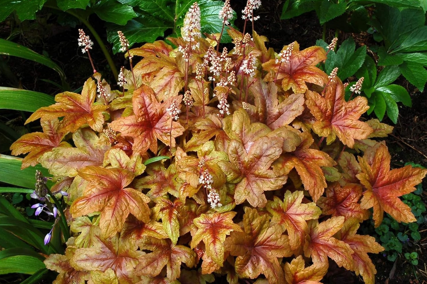 Heucherella Hybride 'Brass Lantern' / Purpurglöckchen