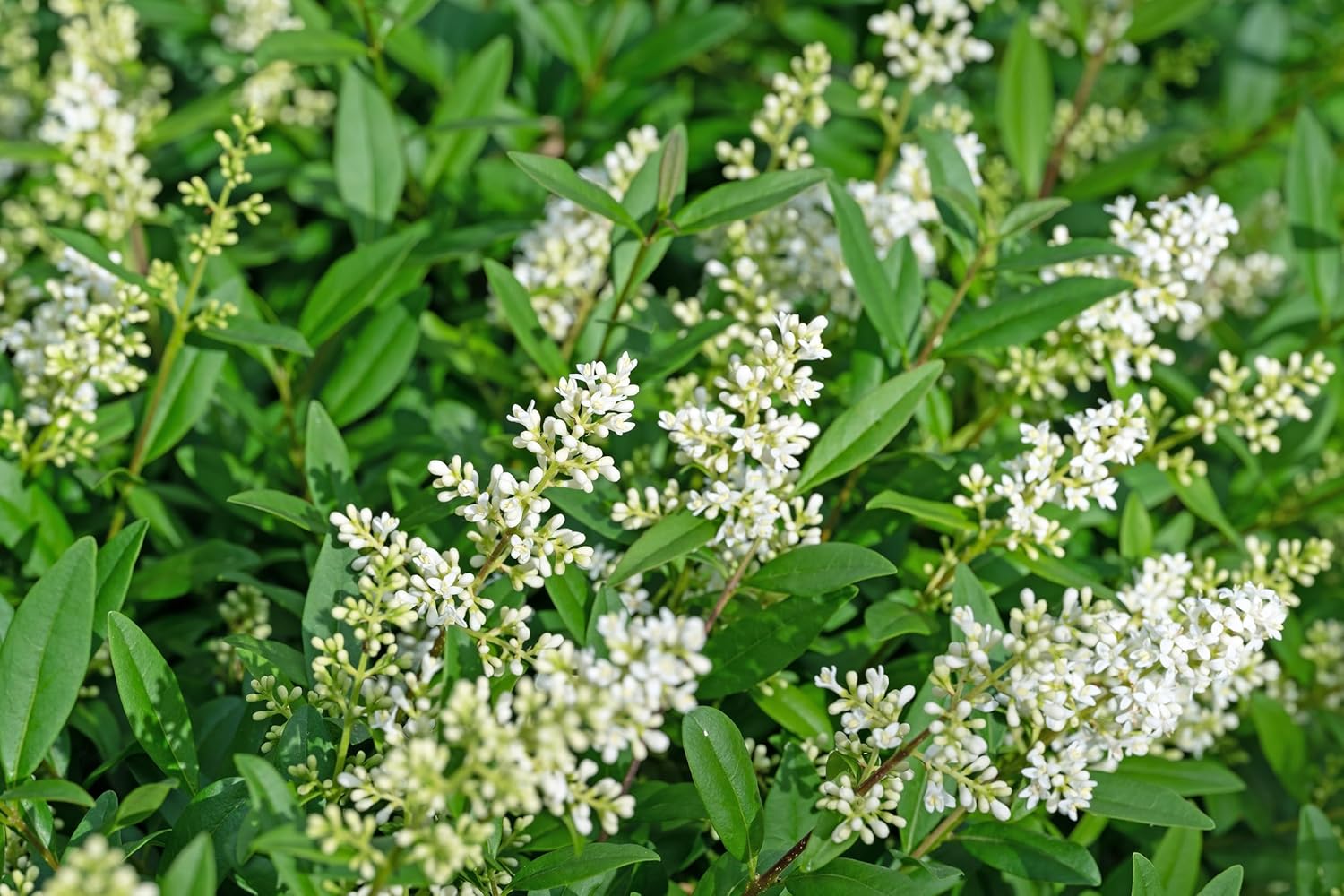 Ligustrum vulgare 'Atrovirens' / Schwarzgrüner Liguster