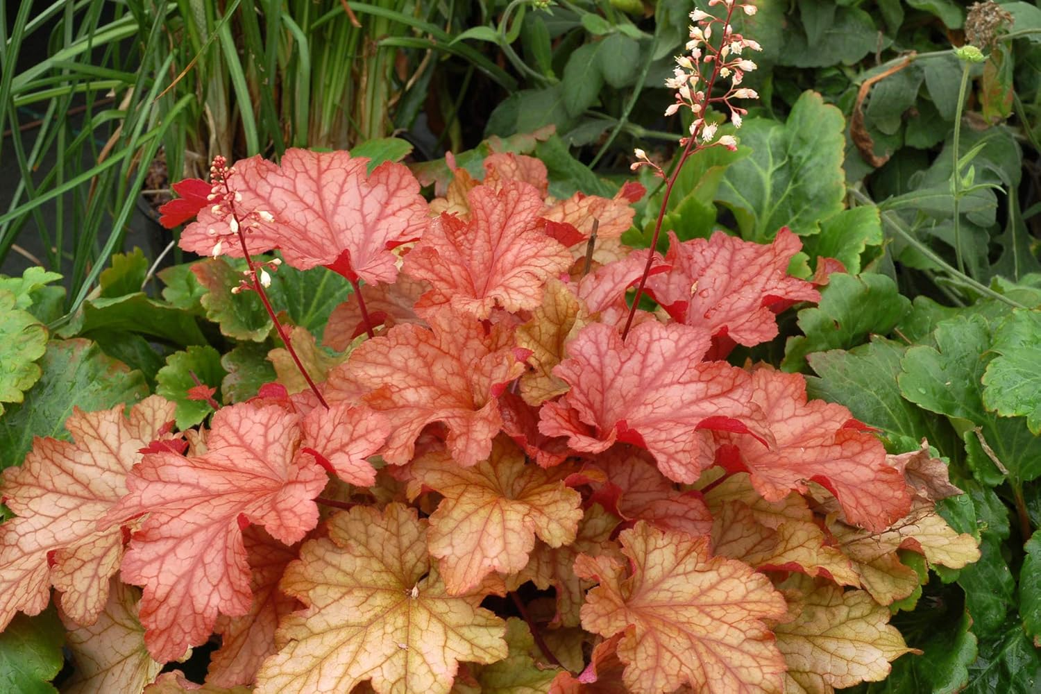 Heuchera Hybride 'Paprika' / Purpurglöckchen